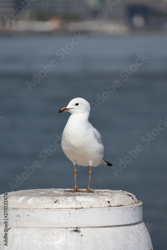 Seagull on white wooden post
