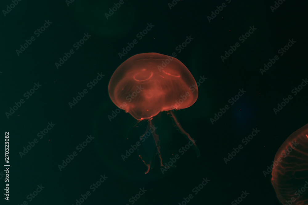 Fototapeta premium Close-up Jellyfish, Medusa in fish tank with neon light. Jellyfish is free-swimming marine coelenterate with a jellylike bell- or saucer-shaped body that is typically transparent.
