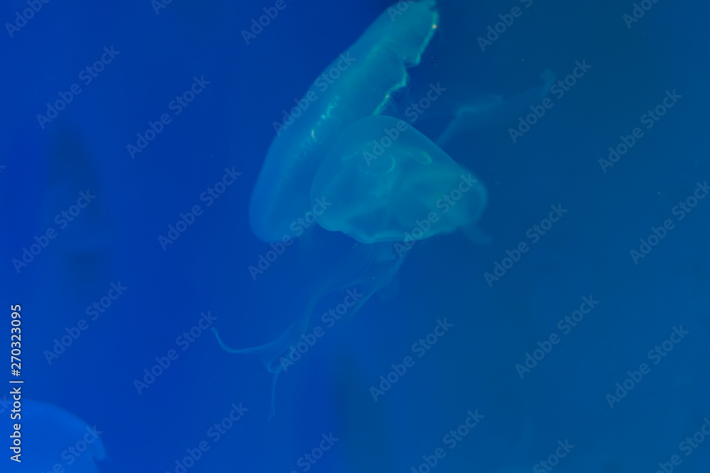 Close-up Jellyfish, Medusa in fish tank with neon light. Jellyfish is free-swimming marine coelenterate with a jellylike bell- or saucer-shaped body that is typically transparent. Close-up Jellyfish, Medusa in fish tank with neon light. Jellyfish is free-swimming marine coelenterate with a jellylike bell- or saucer-shaped body that is typically transparent.