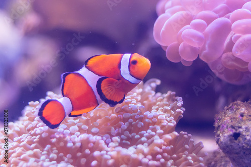 Close up beautiful fish in the aquarium on decoration of aquatic plants background. A colorful fish in fish tank.