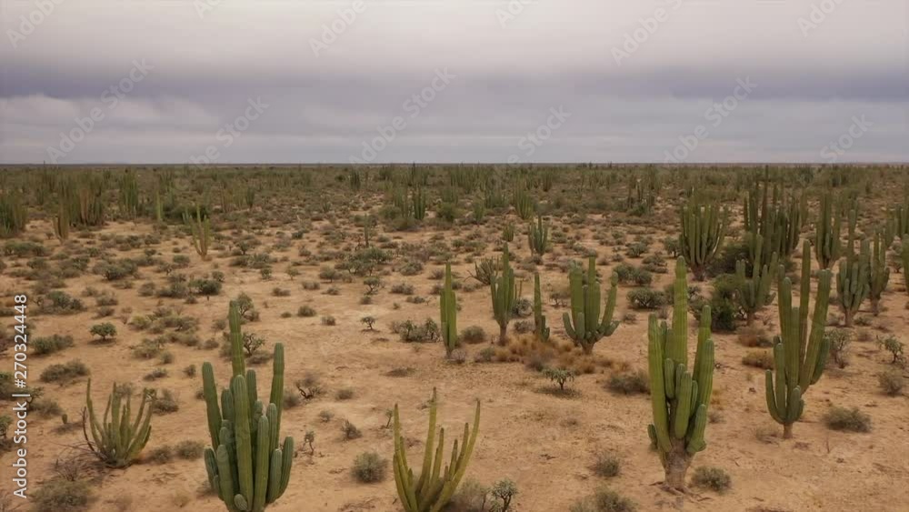 Low flight over the desert with cactus Low flight over the desert with cactus