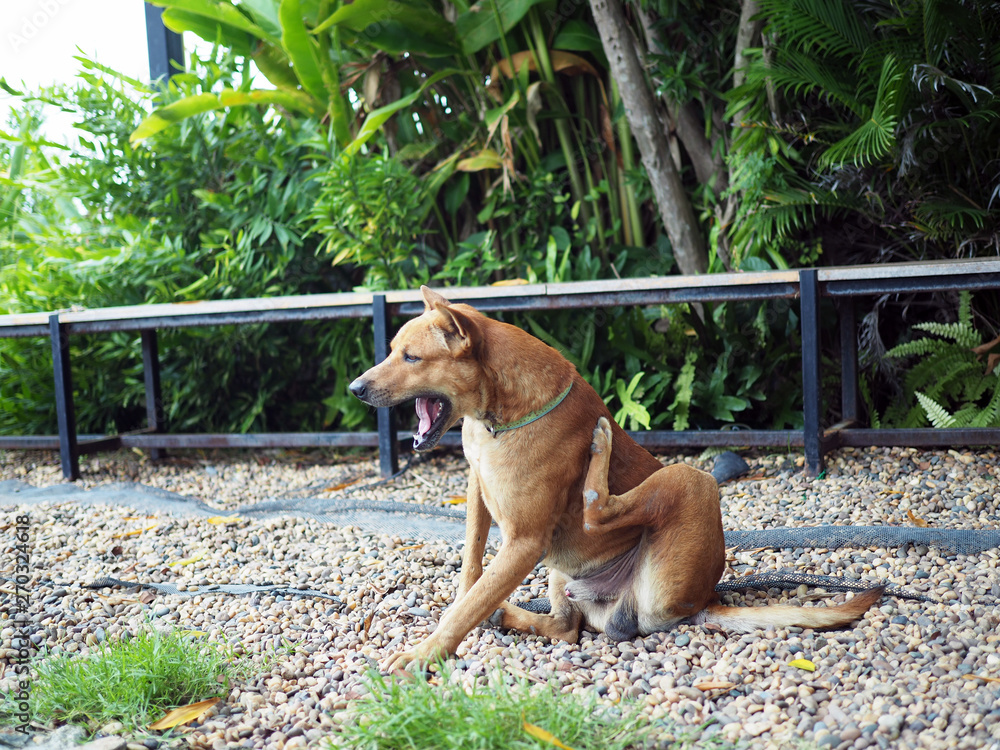 A cute brown dog sit outside wait for its owner. Pet habit. A cute brown dog sit outside wait for its owner. Pet habit.