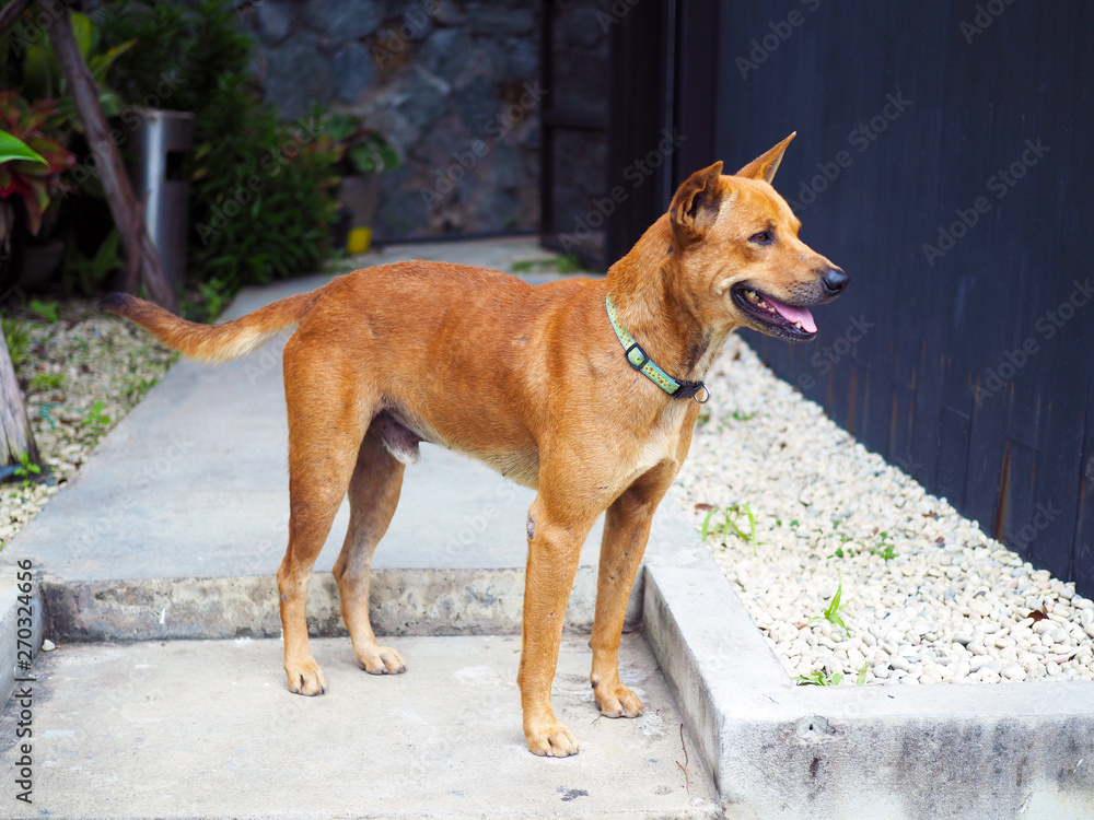 A cute brown dog wait outside for its owner. Pet habit. A cute brown dog wait outside for its owner. Pet habit.