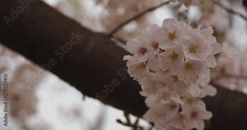 Cherry blossom at the park daytime cloudy copyspace photo