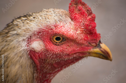close-up chicken faced  © Avetphotos