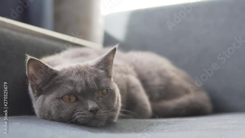 British cute cat relaxing on blue sofa