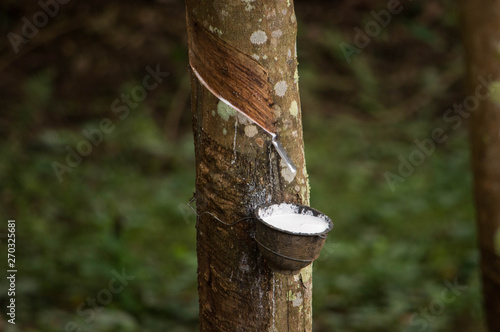 Rubber tapping is the process by which latex is collected from a rubber tree