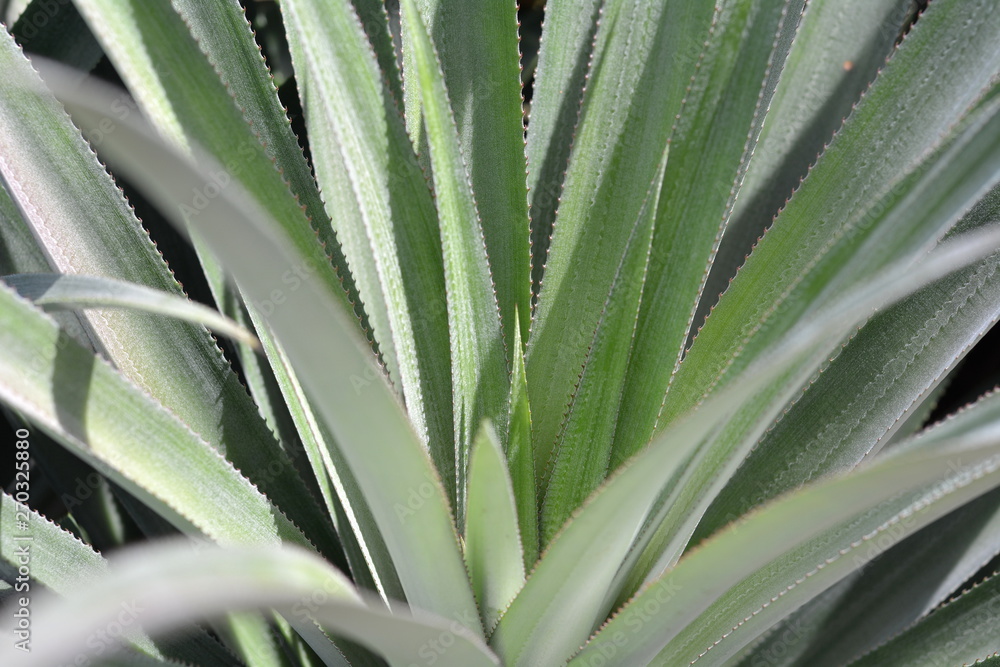Fototapeta premium Close-up of green pineapple on tree