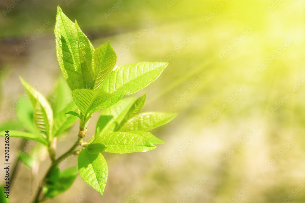 Nature View of Green Leaf on Blurred Background in Forest with Copy Space