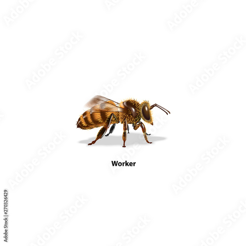 Bee workers on white background