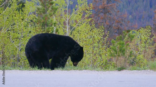 Black bear Ursus americanus eating grass