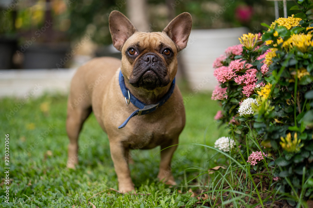 Cute french bulldog is sitting down at the balcony posting in front of the camera