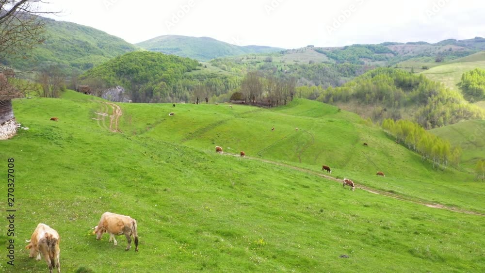 Cows on alpine meadow. Cows on alpine meadow.