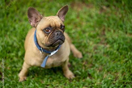 Cute french bulldog is playing in the park © tienuskin