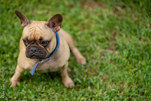 Cute french bulldog is playing in the park © tienuskin