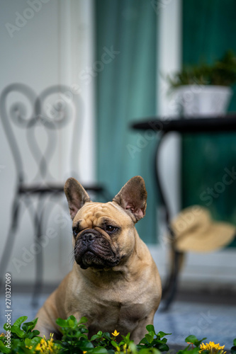 Cute french bulldog is sitting down at the balcony posting in front of the camera