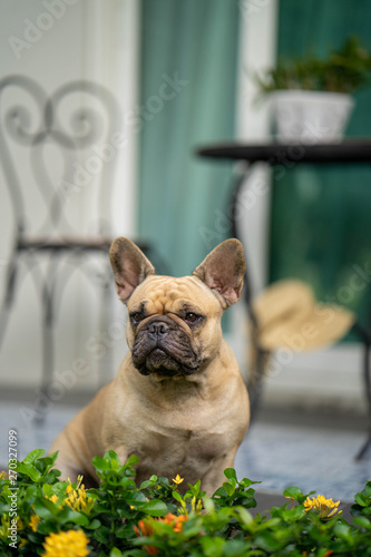 Cute french bulldog is sitting down at the balcony posting in front of the camera