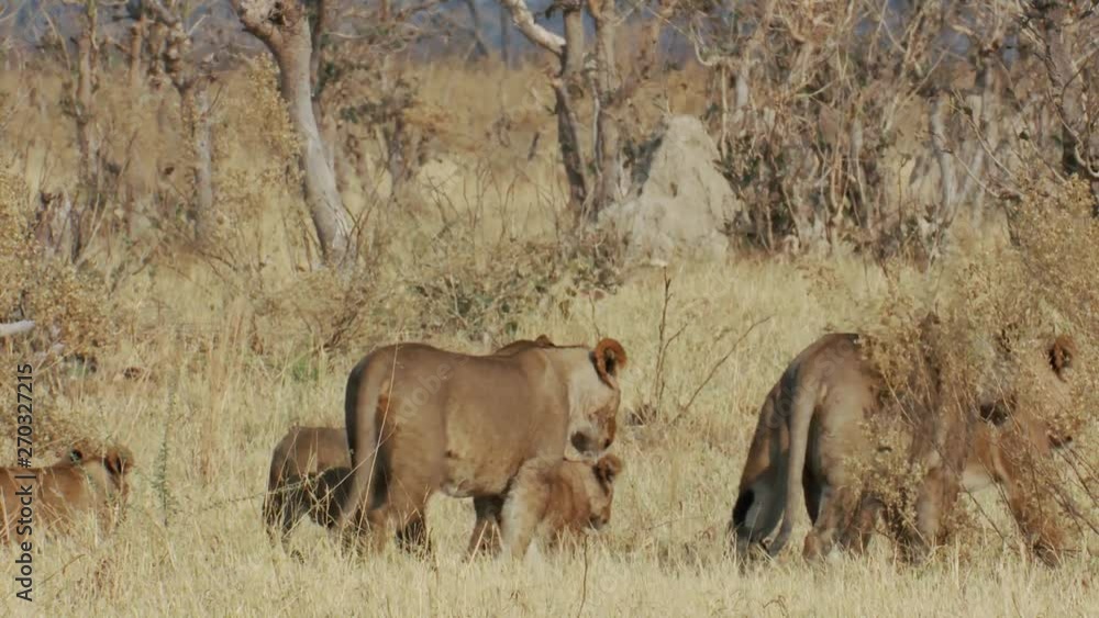 A pride of lion, young females and cubs walk together in the wild A pride of lion, young females and cubs walk together in the wild