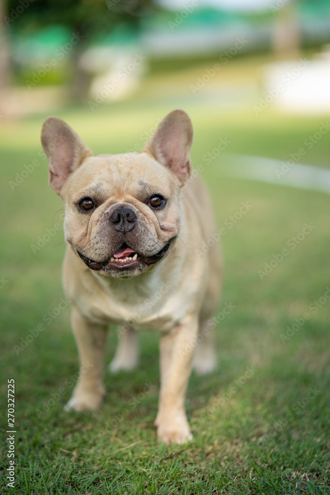 Cute french bulldog is playing sitting down in the park to let it's owner taking the picture Cute french bulldog is playing sitting down in the park to let it's owner taking the picture