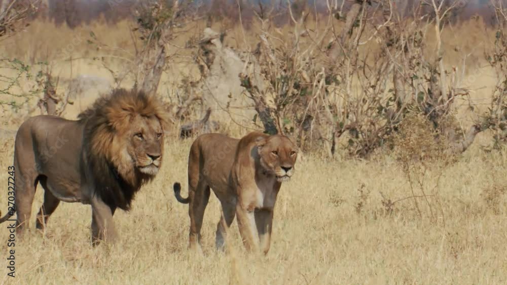 Beautiful male and female lion walk together in the African wilderness Beautiful male and female lion walk together in the African wilderness