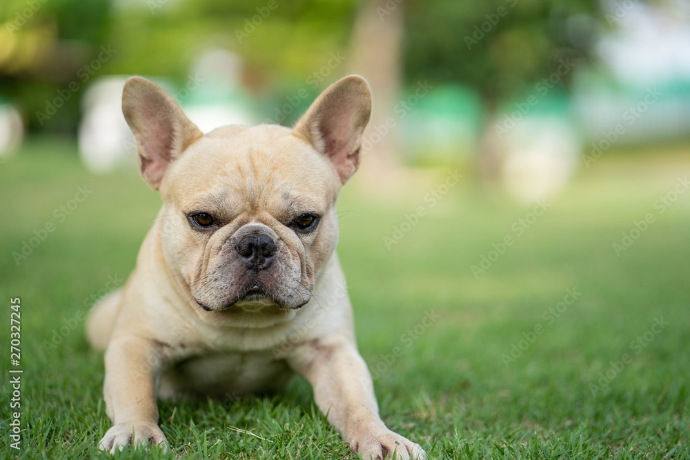 Cute french bulldog is playing sitting down in the park to let it's owner taking the picture Cute french bulldog is playing sitting down in the park to let it's owner taking the picture