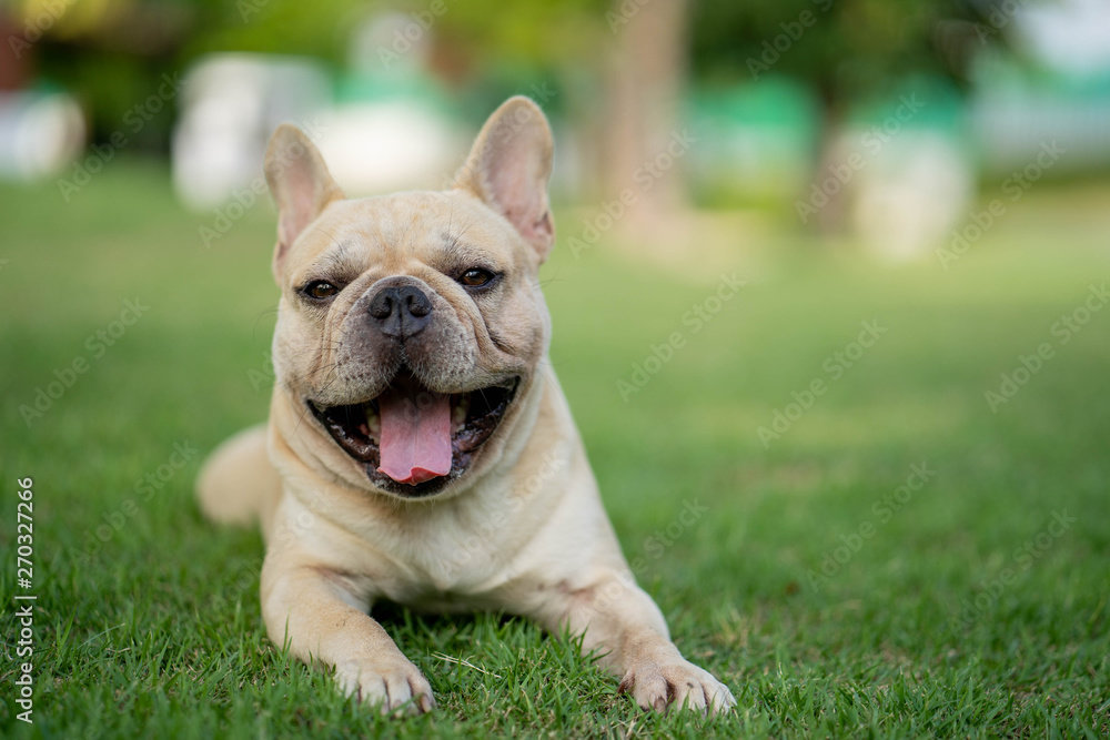 Cute french bulldog is playing sitting down in the park to let it's owner taking the picture Cute french bulldog is playing sitting down in the park to let it's owner taking the picture