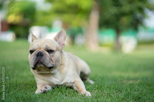 Cute french bulldog is playing sitting down in the park to let it's owner taking the picture © tienuskin