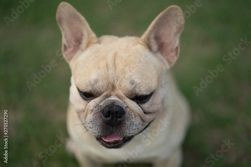 Cute french bulldog is playing sitting down in the park to let it's owner taking the picture