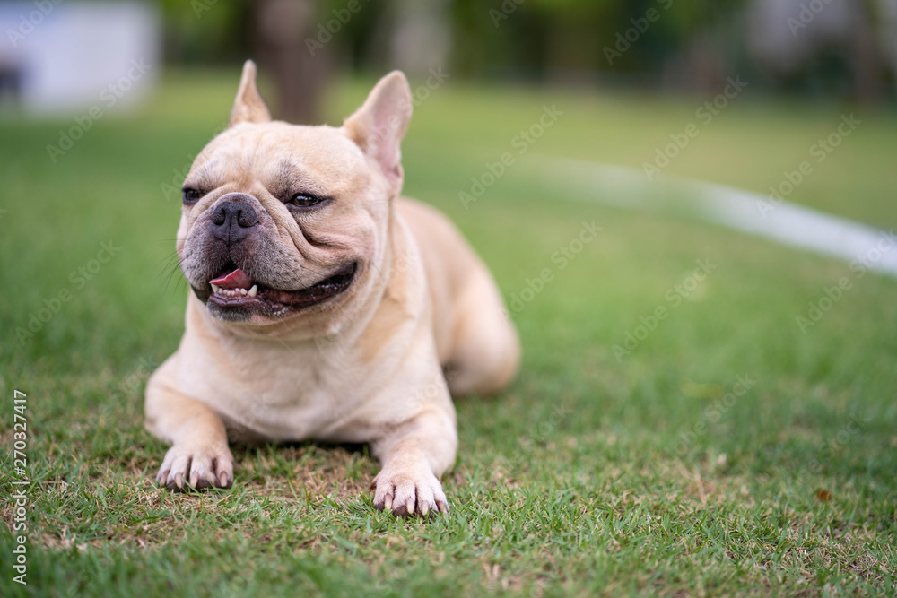 Cute french bulldog is playing sitting down in the park to let it's owner taking the picture Cute french bulldog is playing sitting down in the park to let it's owner taking the picture