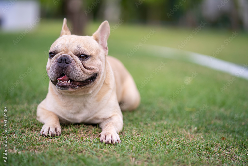 Fototapeta premium Cute french bulldog is posting picture in front of the owner.