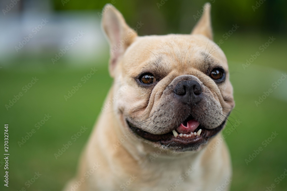 Cute french bulldog is posting picture in front of the owner.