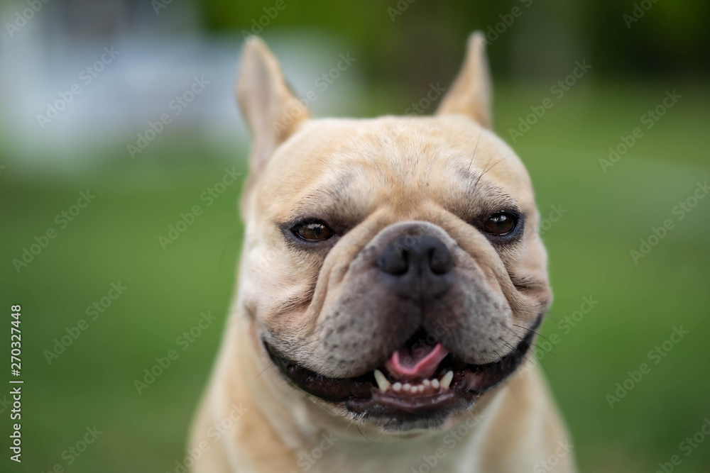 Cute french bulldog is posting picture in front of the owner.