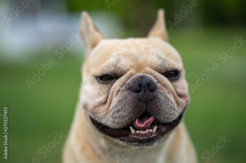 Cute french bulldog is posting picture in front of the owner. © tienuskin