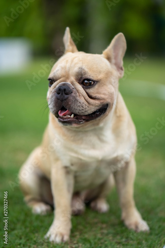 Cute french bulldog is posting picture in front of the owner. © tienuskin