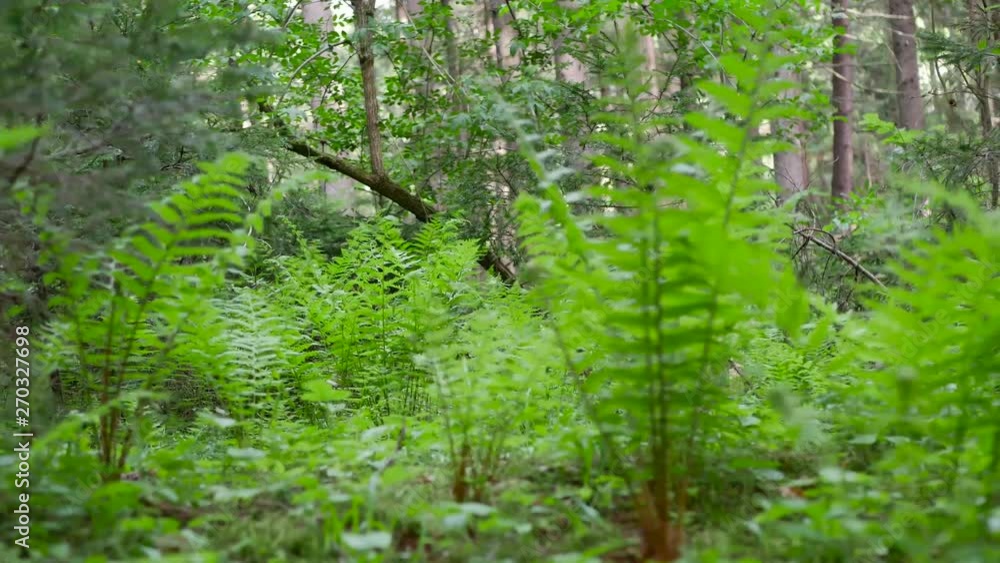 Green fern ( Polypodium) close up slider shot in the pine woods, camera movement from left to right. Green fern ( Polypodium) close up slider shot in the pine woods, camera movement from left to right.