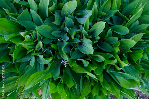 Wallpaper Mural A lot of lilies of the valley background. Large green leaves view from above. Torontodigital.ca