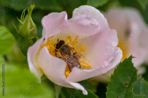 Frühlingsblumen mit Biene / Hummel blühen bis in den Sommer mit bezaubernder Blütenpracht in der Nahaufnahme