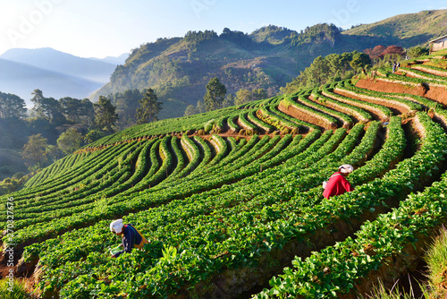 Canvas Print Row of green-tea trees in farm
