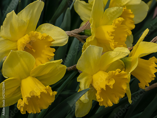 a couple of bright yellow doffodils in spring photo