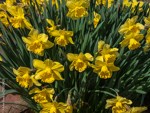 many bright yellow doffodils in full bloom in spring photo