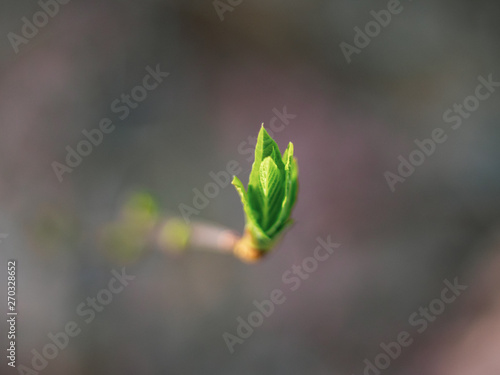 Early spring budding on a branch