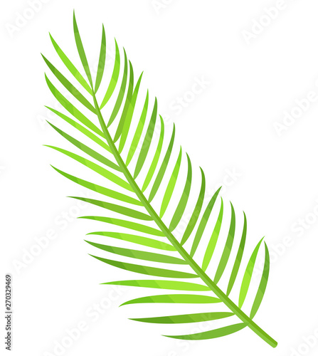 Greenery branch of palm tree isolated icon vector. Subtropical decoration, leaves botanical flora of exotic places. Flat style creative herbal decor