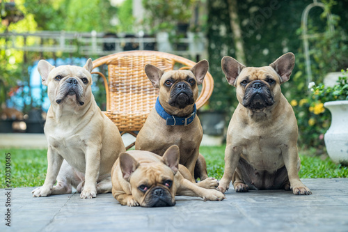 French bulldogs is sitting down taking family photo
