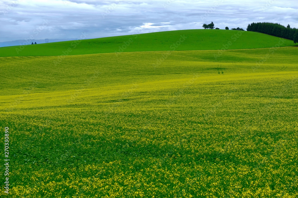 Yellow fields of canola or rape plants in full bloom. Canola fields near Salem, Oregon. United States of America.
