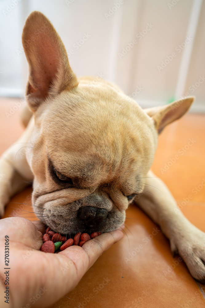 French bulldog is eating his dog food.
