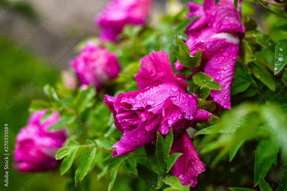 Pink peony flower with rain drops on the flower and the leaves Pink peony flower with rain drops on the flower and the leaves