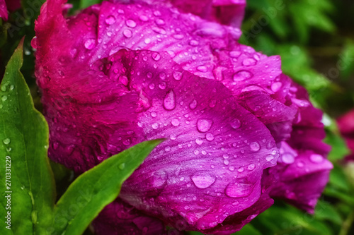 Pink peony flower with rain drops on the flower and the leaves