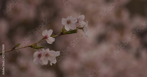 Cherry blossom at the park daytime cloudy closeup photo