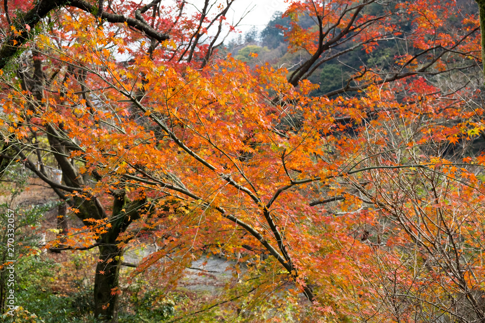 Japanese red maple leaves at autumn. Japan