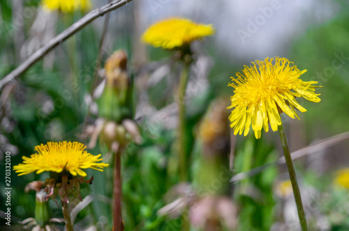 dandelion growing in the grass on a Sunny day